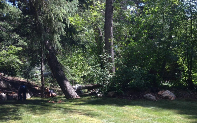 Treehouse by the Stream