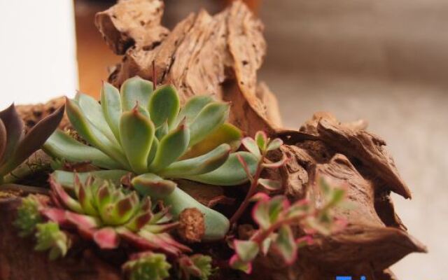 Floral Hotels Time Inn