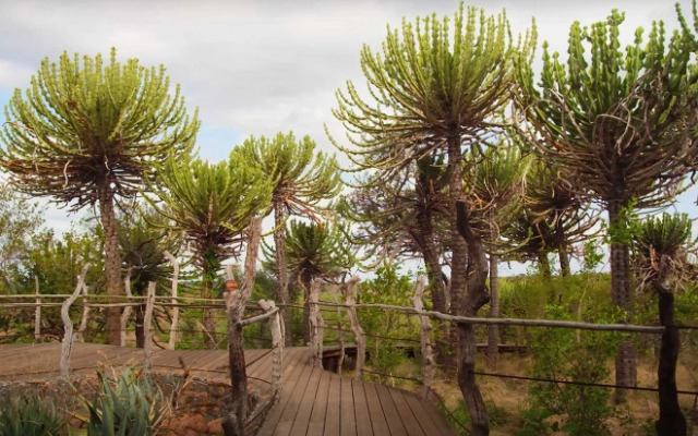 Mashatu Euphorbia Villas