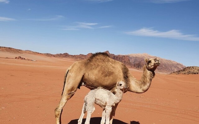 Wadi Rum Wanderlust Camp