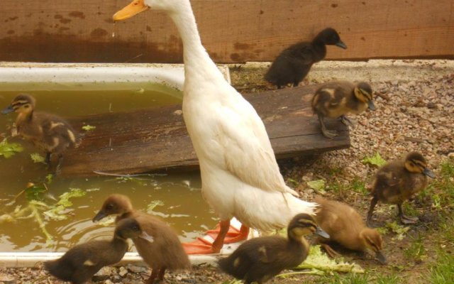 Baby-Kinderbauernhof Imitz