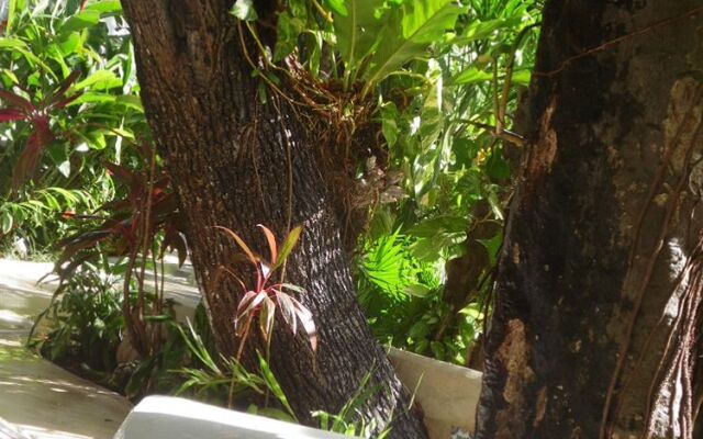 Tropical Casablanca Party Zone