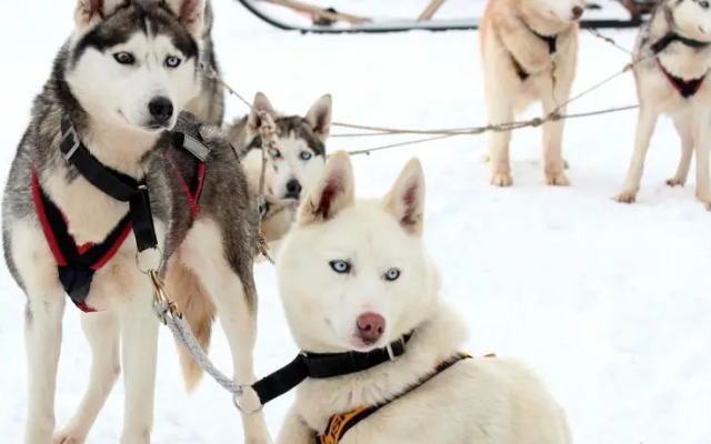 Сияние Севера