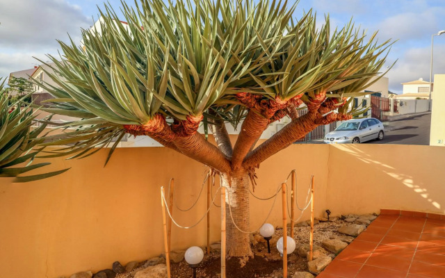 O DRAGOEIRO da Madalena!