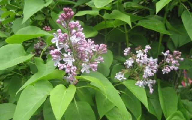 Blütenhotel Village