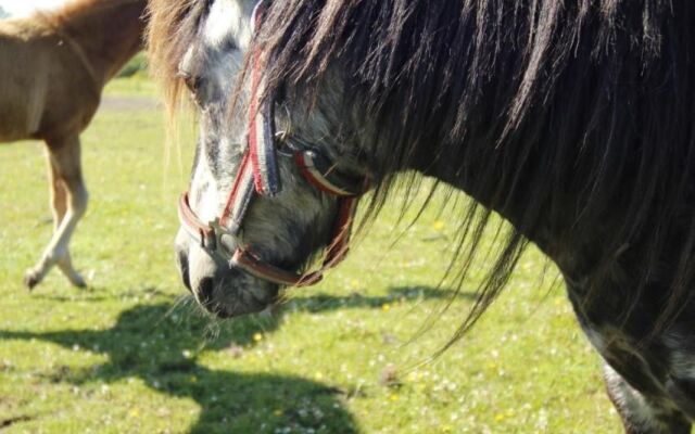 Stutteri Skandi Hest