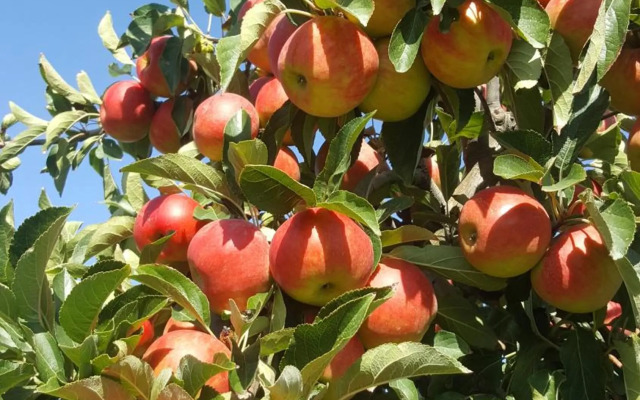 Ferienhaus Traumapfel