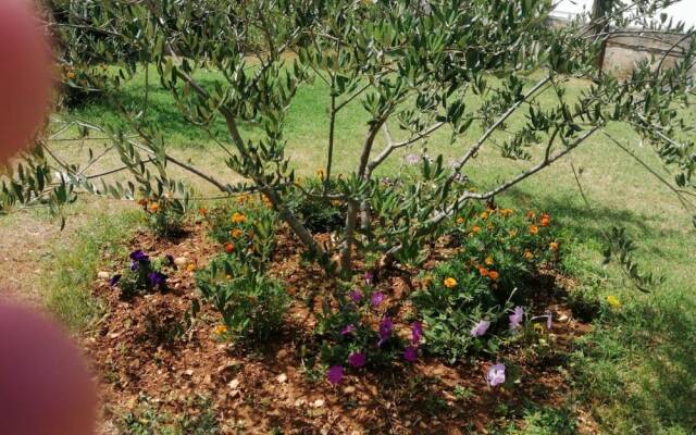 Anka - Comfortable and Affordable - A2