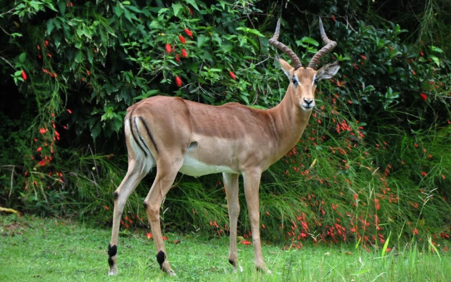 Kruger Park Lodge unit No. 524
