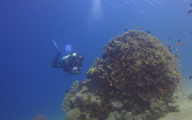 Red Sea Dive Center - Hotel & Dive Center