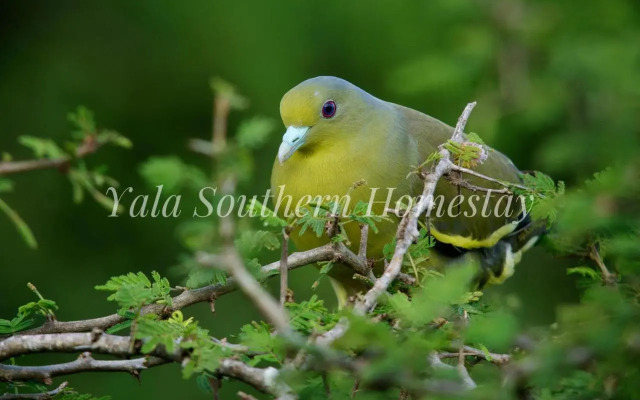 Yala Southern Homestay