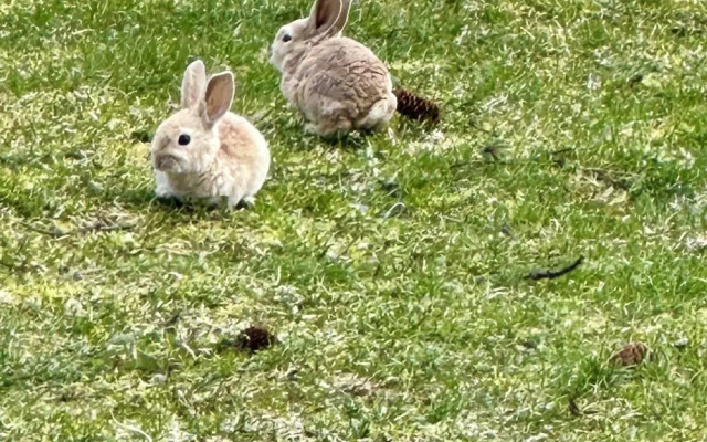 Paradise Suites Eagles Nest Apt C