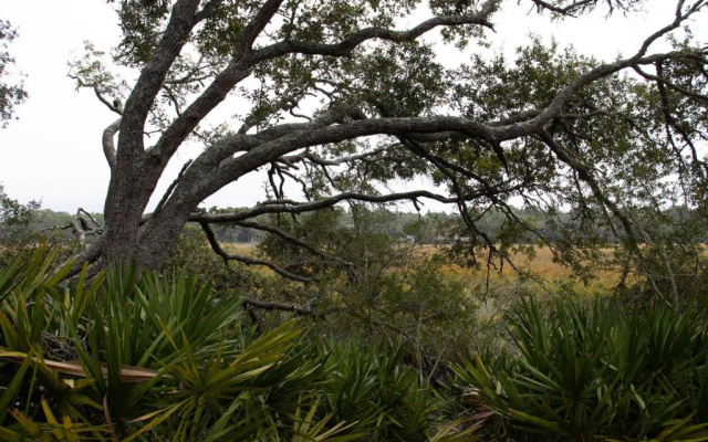 854 Marsh Dunes
