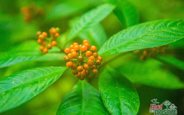 Hotel del Bosque Costa Rica