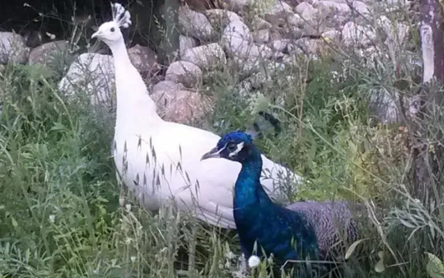 Sakli Bahce