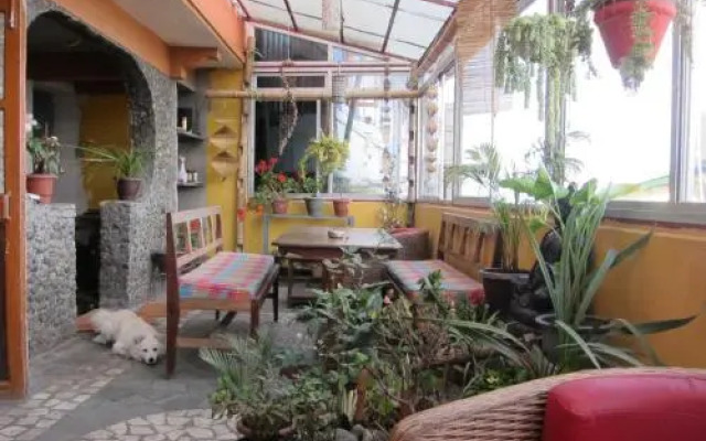 Golden Orchid - The Lodge