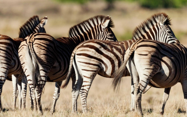 Sneeuberg Nature Reserve