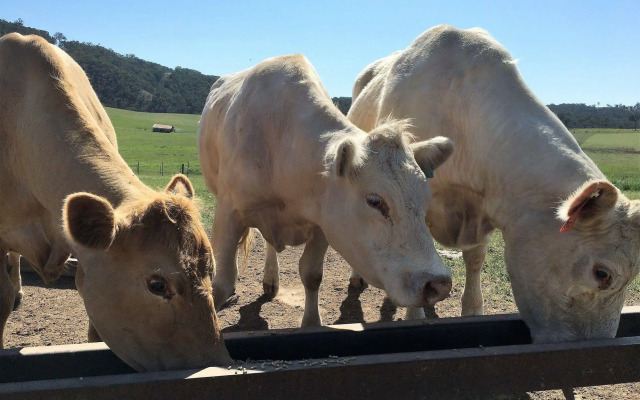 Waterfall Way Farmstay