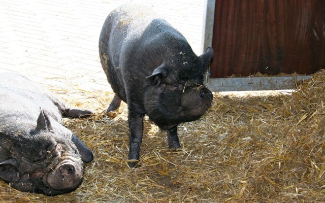 Semi-detached House With a Dishwasher, at 9 km van Slagharen