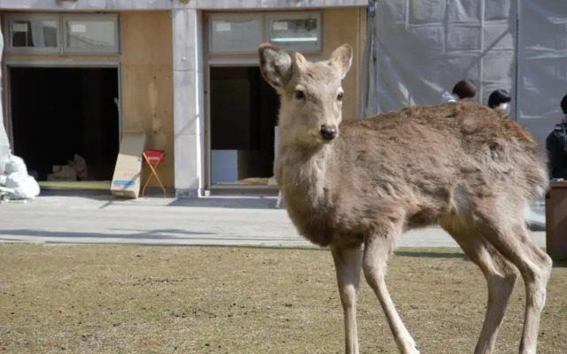 Mountain Home Lodge in Deer Park