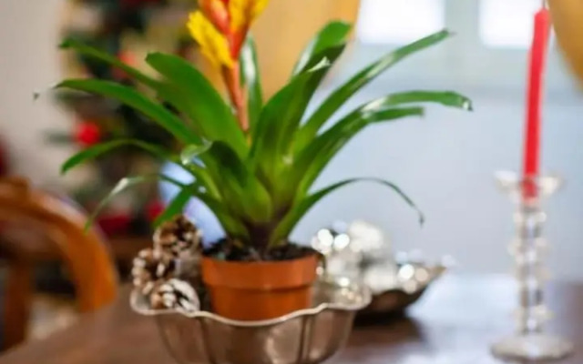 Sistina House Style HolidayHome x 6