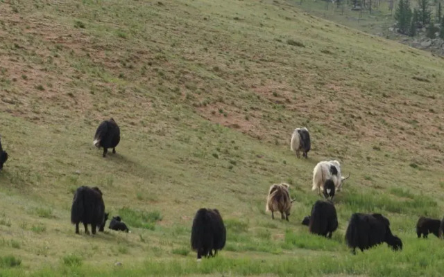 My Mongolia Eco Ger Camp