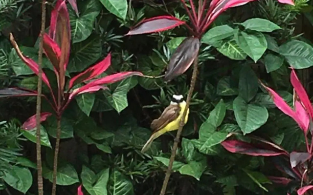 Maestro Ibirapuera Park