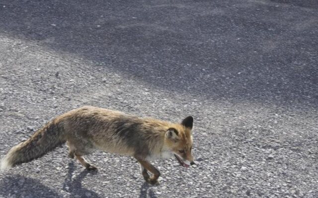 Bärghuus Axalp