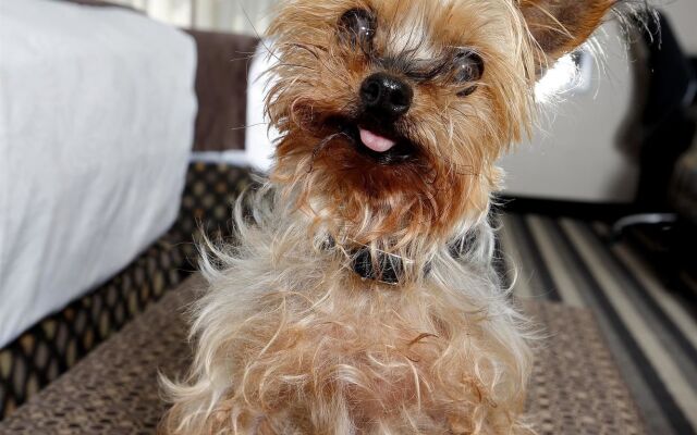 Best Western Blairmore