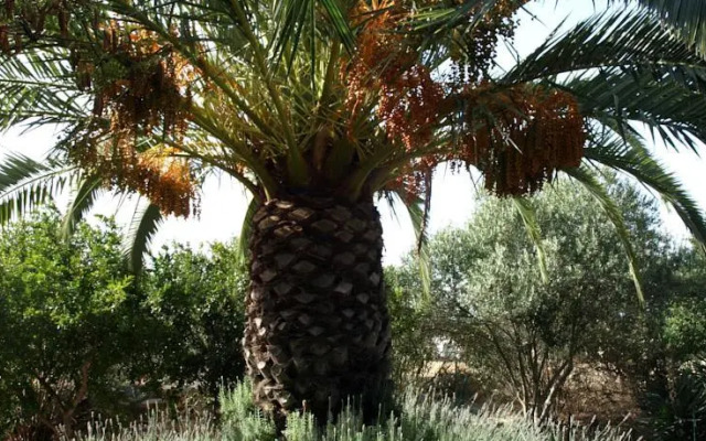 Quinta Amarela