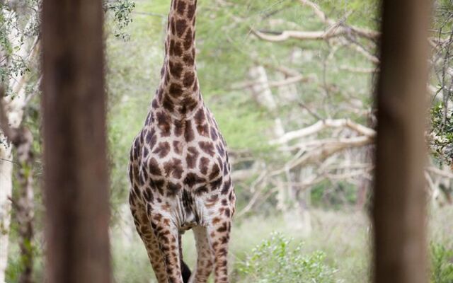  Ubizane Wildlife Reserve Safari Lodge & Tree Lodge