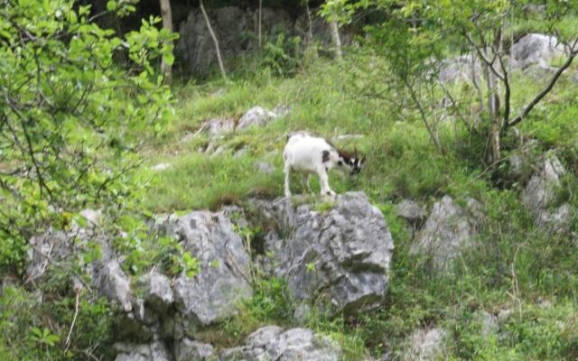 The Mendip is on cheddar bridge park