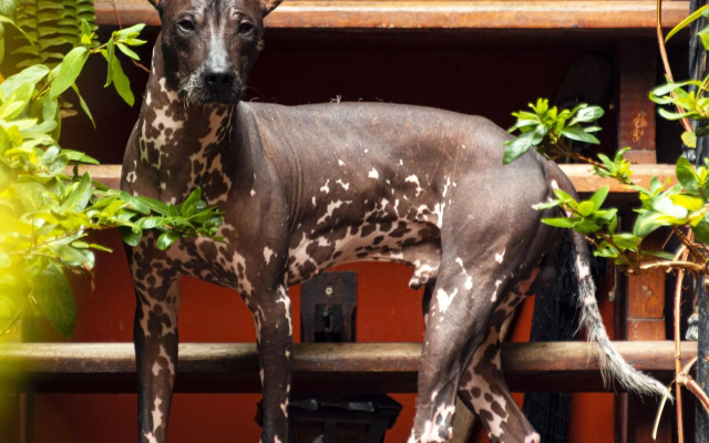 KACLLA, The Healing Dog Hostel