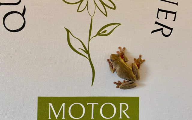 Quirindi Sunflower Motor Inn