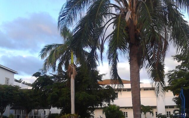 Sea Shell Palms