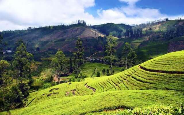 Sapu's Mountain Breeze