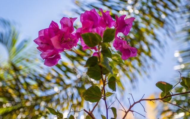 Curacao Gardens