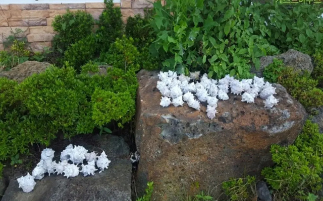 Jeju Orange Unshared House