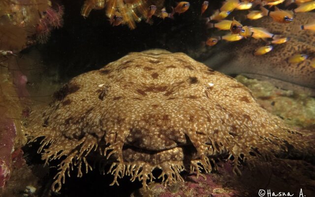HamuEco Dive Resort Raja Ampat