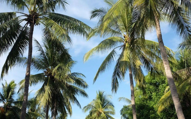 Trawangan Oasis