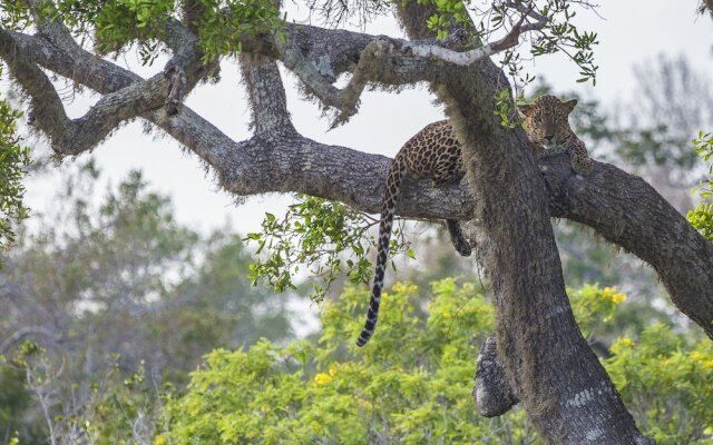 Wild Trails Yala Tented Safari Camp By Yoho