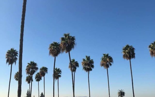 Palm Tree Inn