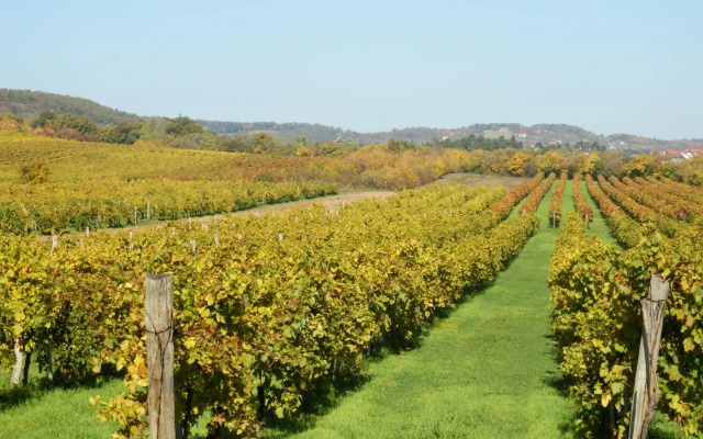 Liszkay Vineyard Estate