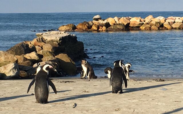 Moonstruck on Pringle Bay Guesthouse