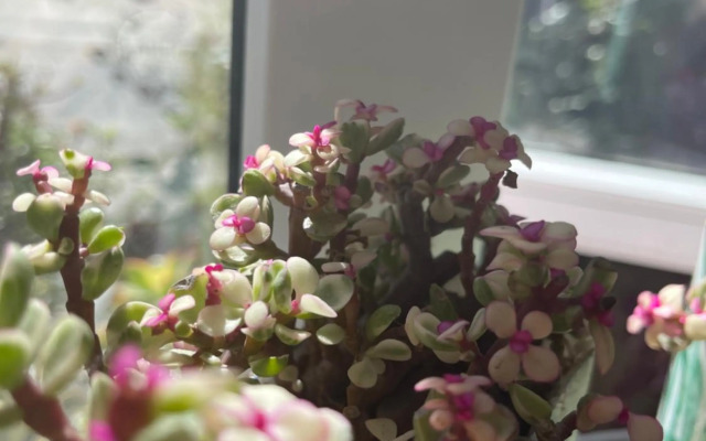 Selena Dalat Homestay