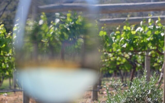 Every Man and His Dog Vineyard