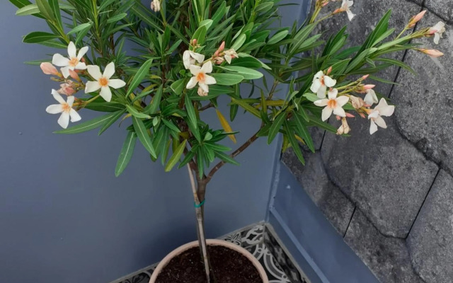 Studio Apartman Bohem