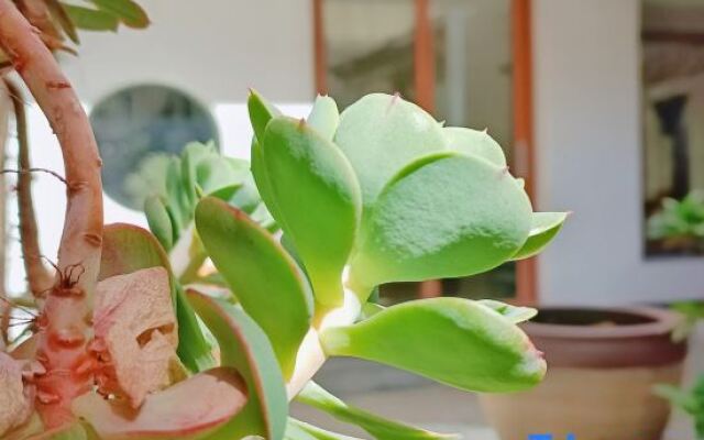 Dali Ruoxianju Bed and Breakfast (Foreigner Street Branch)