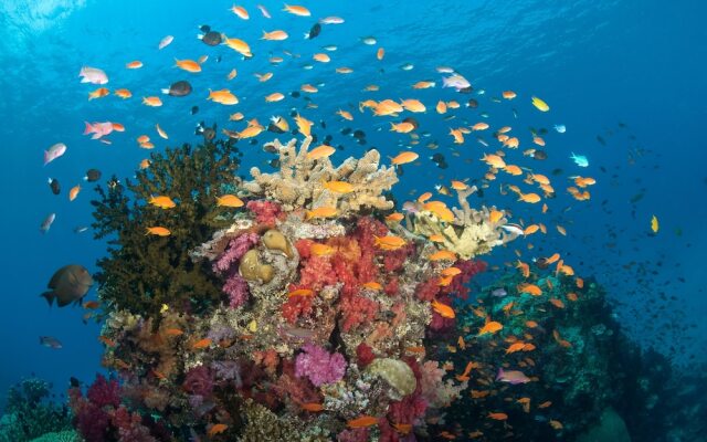 Paradise Taveuni