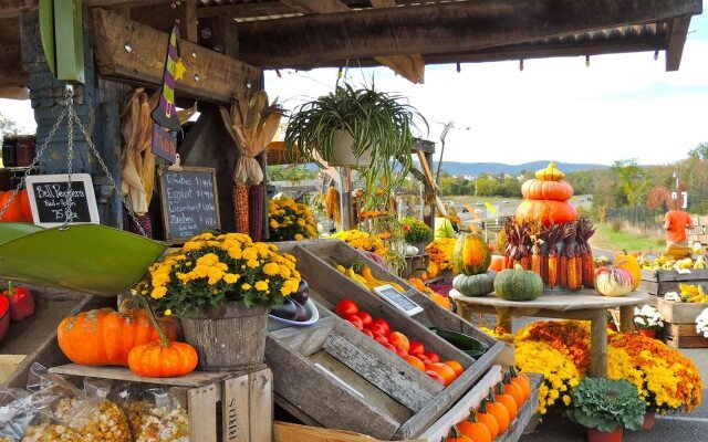 Burnside Organic Farm